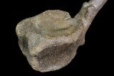 Hadrosaur Caudal Vertebra - Alberta (Disposition #-) #92783-1